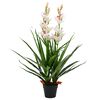 vidaXL zöld, cserepes műcsónakorchidea 100 cm