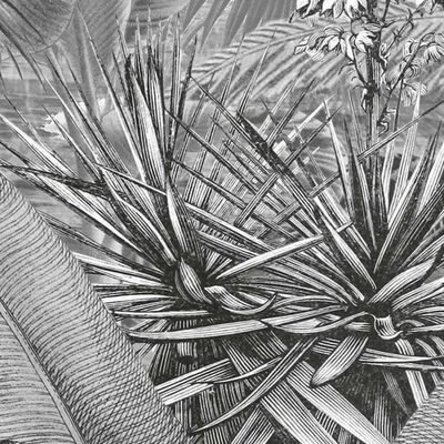 Komar Amazónia fekete-fehér fényképfreskó 400 x 250 cm