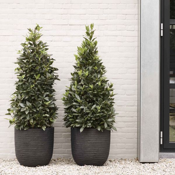 Capi Nature Row fekete toj&aacute;s alak&uacute; n&ouml;v&eacute;nytart&oacute; 35 x 34 cm