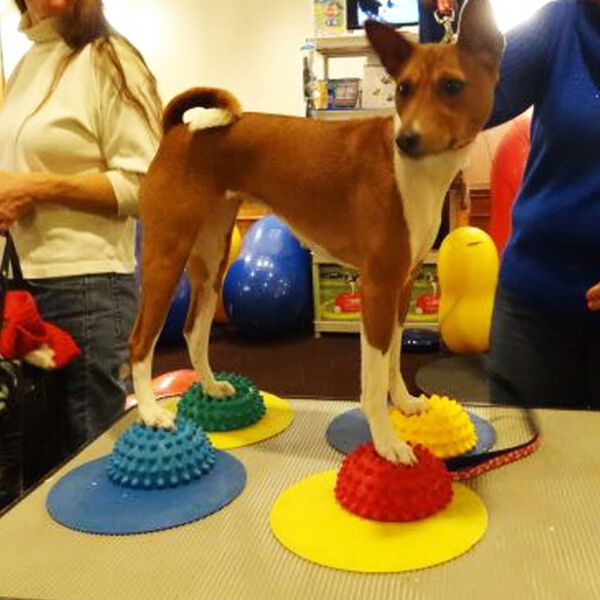 FitPAWS 4 db sárga és kék célpont