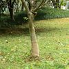 vidaXL jutatekercs 0,25 x 25 m 100% juta 200 g/m2