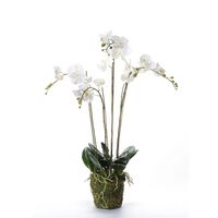 Emerald fehér mű-lepkeorchidea mohával 90 cm