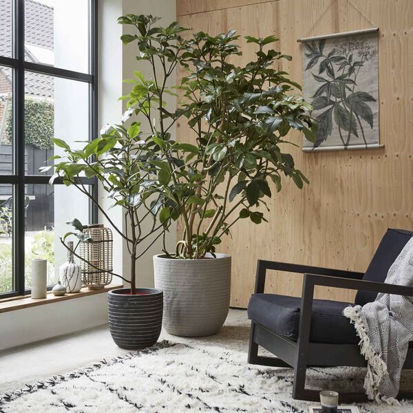 Capi Nature Row KRWZ933 antracitsz&uuml;rke toj&aacute;salak&uacute; n&ouml;v&eacute;nytart&oacute; 43x41 cm