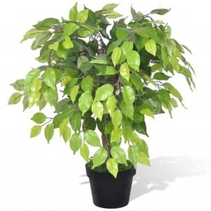 Mesters&eacute;ges T&ouml;rpe Fikusz Ed&eacute;ny 60 cm