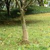vidaXL jutatekercs 0,25 x 10 m 100% juta 200 g/m2