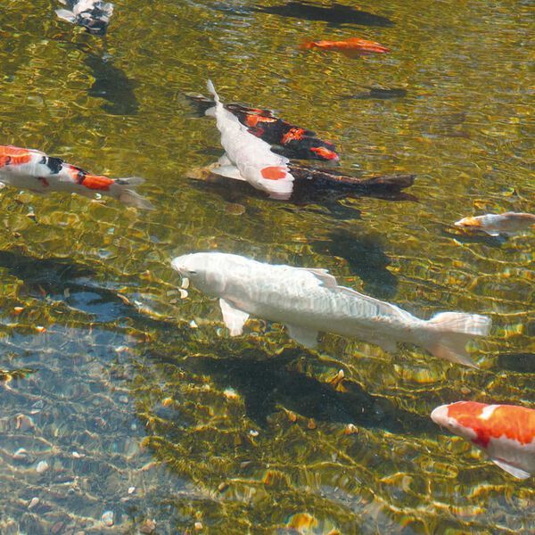 Ubbink AlgClear 55000 1355142 UV-C egység 55 W